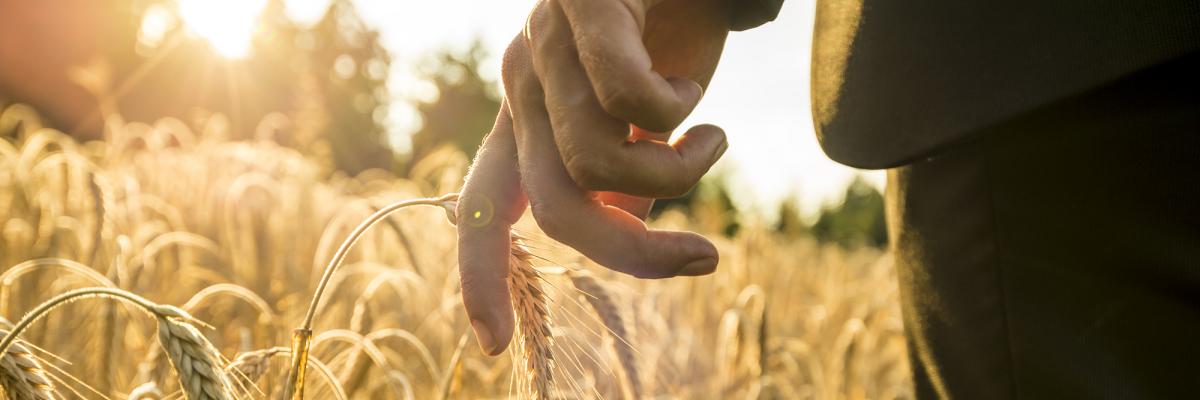 Man in suit walking through wheat field