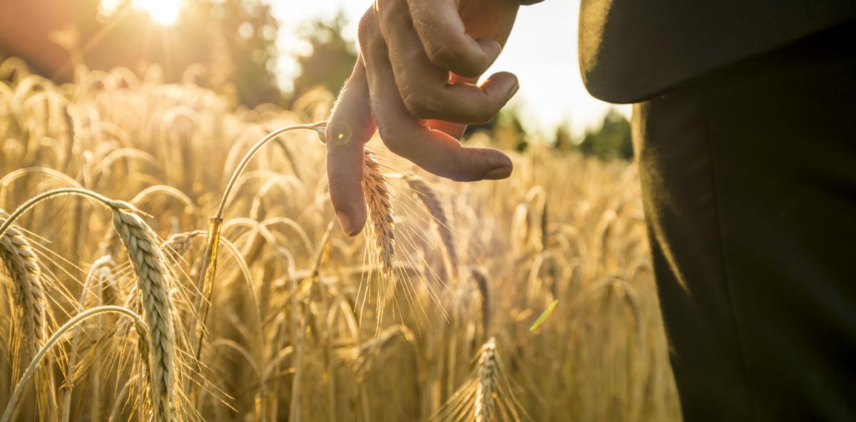 Man in suit walking through wheat field